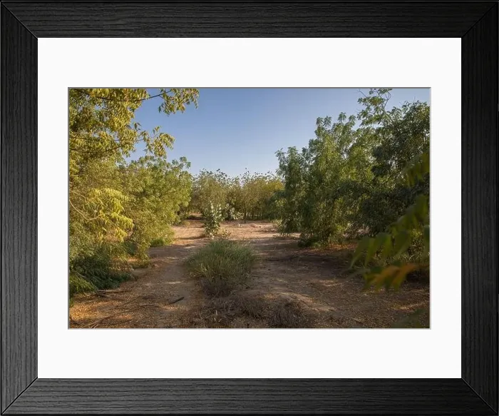 Framed Print : Green environment of large trees Framed Print : Green environment of large trees