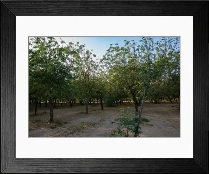 Framed Print : Green environment of large trees Framed Print : Green environment of large trees