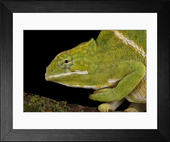 Framed Print : Two-banded chameleon (Furcifer balteatus) Framed Print : Two-banded chameleon (Furcifer balteatus)
