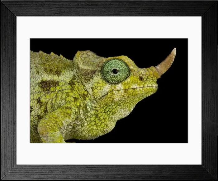 Framed Print : Dwarf Jacksons chameleon (Trioceros jacksonii merumontanus) female Framed Print : Dwarf Jacksons chameleon (Trioceros jacksonii merumontanus) female