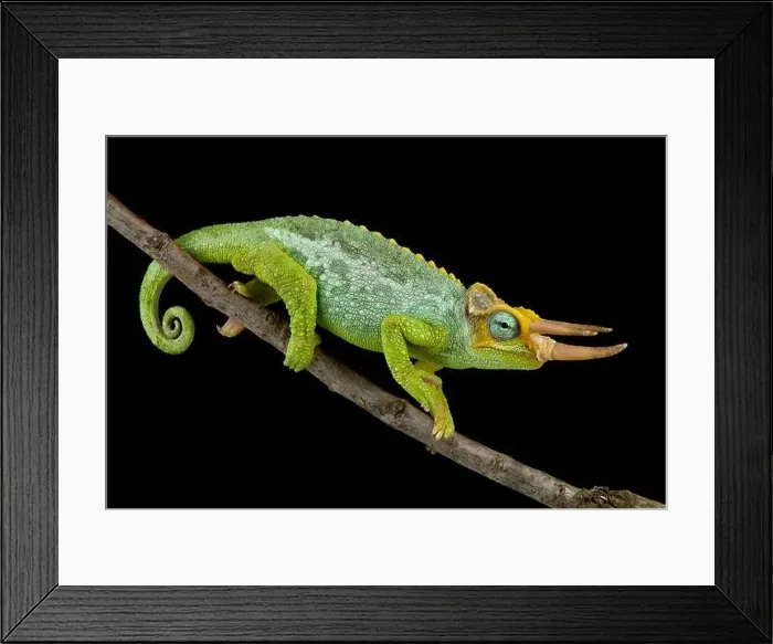 Framed Print : Dwarf Jackson's chameleon (Trioceros jacksonii merumontanus) Framed Print : Dwarf Jackson's chameleon (Trioceros jacksonii merumontanus)