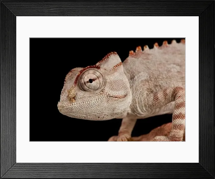 Framed Print : Namaqua chameleon (Chameleon namaquensis) Framed Print : Namaqua chameleon (Chameleon namaquensis)