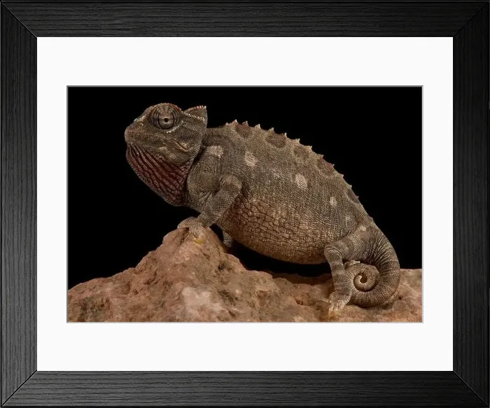 Framed Print : Namaqua chameleon (Chamaeleo namaquensis) Framed Print : Namaqua chameleon (Chamaeleo namaquensis)