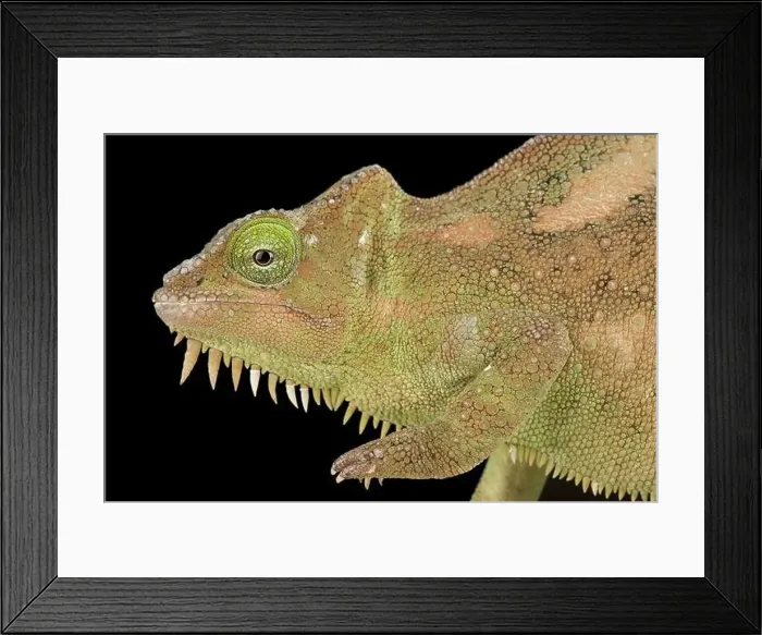 Framed Print : Southern four-horned chameleon Trioceros quadricornis) female Framed Print : Southern four-horned chameleon Trioceros quadricornis) female