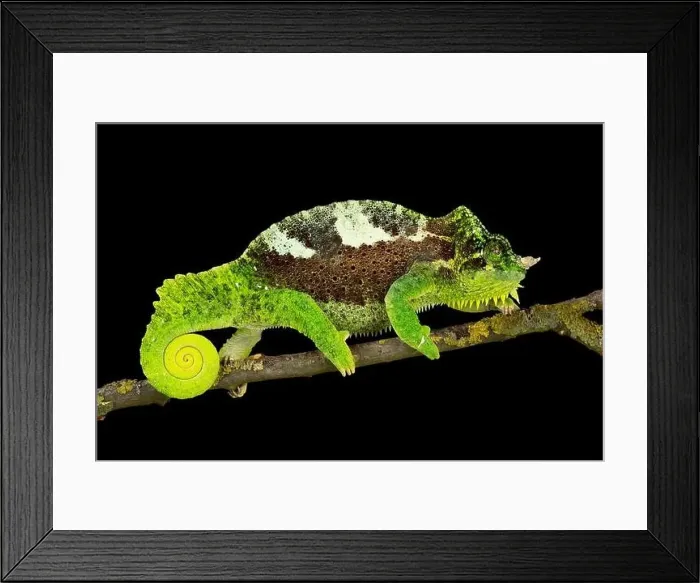 Framed Print : Southern four-horned chameleon (Trioceros quadricornis) male Framed Print : Southern four-horned chameleon (Trioceros quadricornis) male