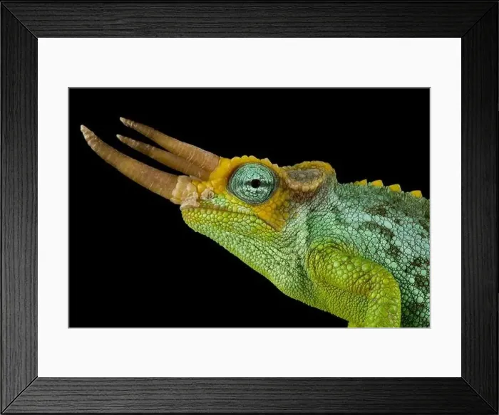 Framed Print : Dwarf Jackson's chameleon (Trioceros jacksonii merumontanus) male Framed Print : Dwarf Jackson's chameleon (Trioceros jacksonii merumontanus) male