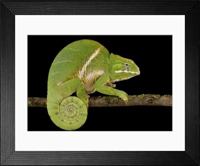 Framed Print : Two-banded chameleon (Furcifer balteatus) Framed Print : Two-banded chameleon (Furcifer balteatus)
