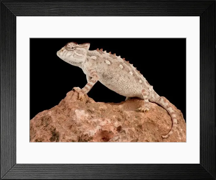 Framed Print : Namaqua chameleon (Chameleon namaquensis) Framed Print : Namaqua chameleon (Chameleon namaquensis)