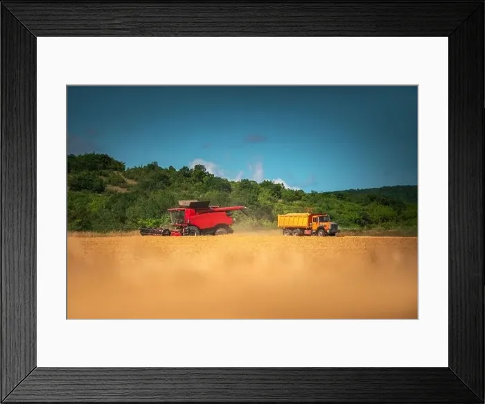 Framed Print : Combine harvester agriculture machine harvesting golden ripe wheat field Framed Print : Combine harvester agriculture machine harvesting golden ripe wheat field