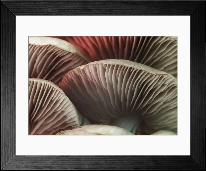 Framed Print : Close up beautiful bunch mushrooms. Background pattern for design. Macro Photography View Framed Print : Close up beautiful bunch mushrooms. Background pattern for design. Macro Photography View