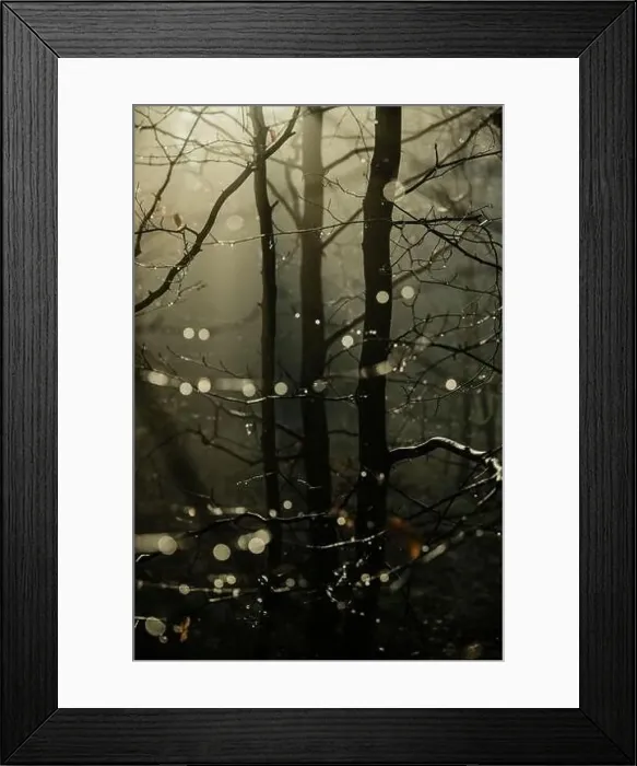 Framed Print : Water drops on the branches of small trees against the light of rising sun with the mist in background Framed Print : Water drops on the branches of small trees against the light of rising sun with the mist in background