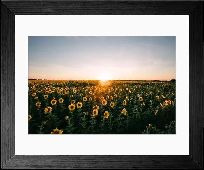 Framed Print : Sunflowers in a sunflower field in Whitewright, TX, on June 22, 2020 Framed Print : Sunflowers in a sunflower field in Whitewright, TX, on June 22, 2020