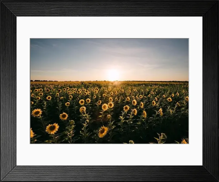 Framed Print : Sunflowers in a sunflower field in Whitewright, TX, on June 22, 2020 Framed Print : Sunflowers in a sunflower field in Whitewright, TX, on June 22, 2020