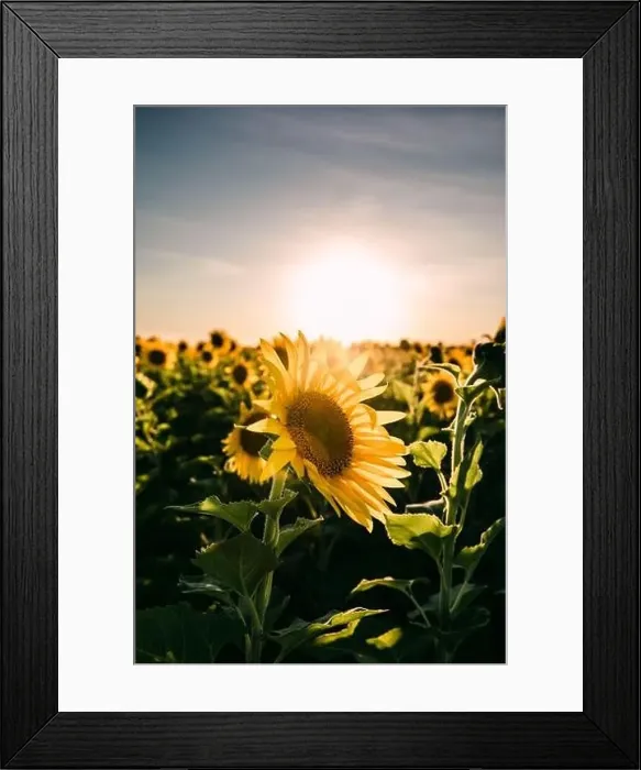 Framed Print : Sunflowers in a sunflower field in Whitewright, TX, on June 22, 2020