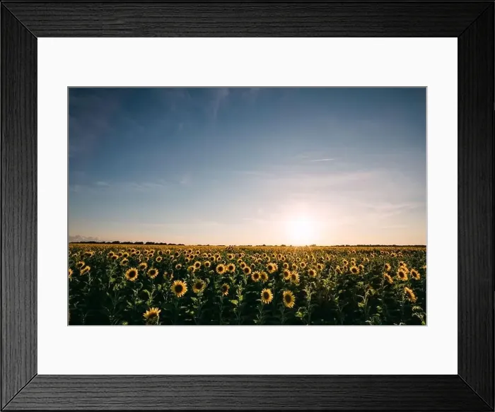 Framed Print : Sunflowers in a sunflower field in Whitewright, TX, on June 22, 2020 Framed Print : Sunflowers in a sunflower field in Whitewright, TX, on June 22, 2020