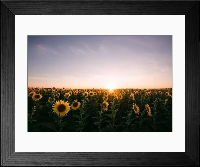 Framed Print : Sunflowers in a sunflower field in Whitewright, TX, on June 22, 2020 Framed Print : Sunflowers in a sunflower field in Whitewright, TX, on June 22, 2020