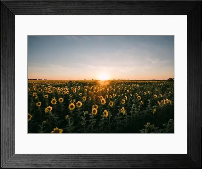 Framed Print : Sunflowers in a sunflower field in Whitewright, TX, on June 22, 2020