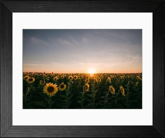 Framed Print : Sunflowers in a sunflower field in Whitewright, TX, on June 22, 2020 Framed Print : Sunflowers in a sunflower field in Whitewright, TX, on June 22, 2020