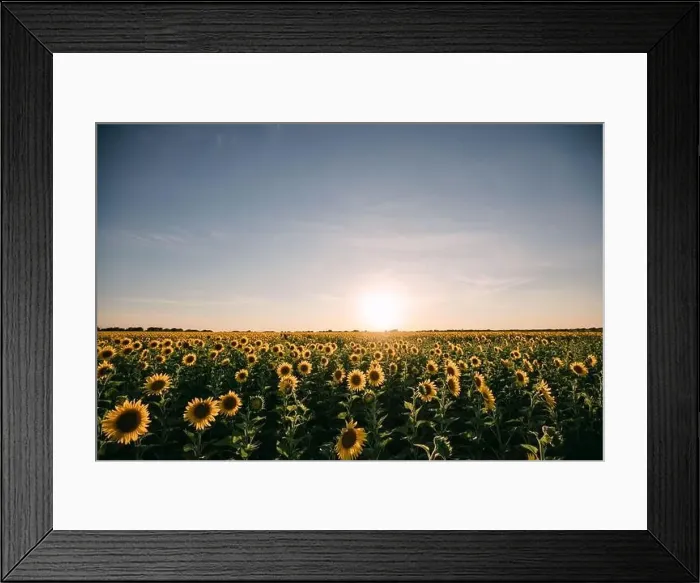 Framed Print : Sunflowers in a sunflower field in Whitewright, TX, on June 22, 2020 Framed Print : Sunflowers in a sunflower field in Whitewright, TX, on June 22, 2020