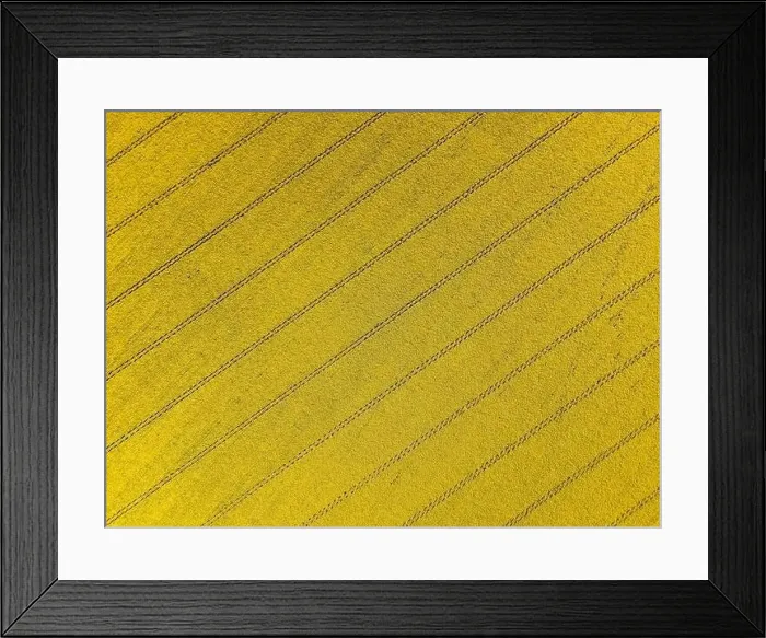 Framed Print : Natural abstract, sunflowers field from above with geometric patterns of tractor trails Framed Print : Natural abstract, sunflowers field from above with geometric patterns of tractor trails