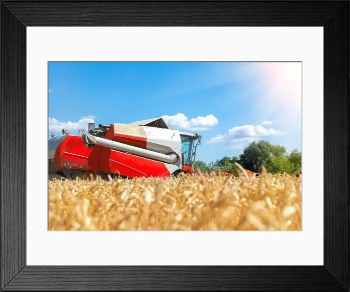 Framed Print : Aerial drone top view red powerful industrial combine harvester machine reaping golden ripe wheat cereal field Framed Print : Aerial drone top view red powerful industrial combine harvester machine reaping golden ripe wheat cereal field