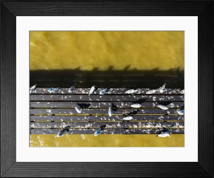 Framed Print : Birds resting on a pier, aerial view Framed Print : Birds resting on a pier, aerial view