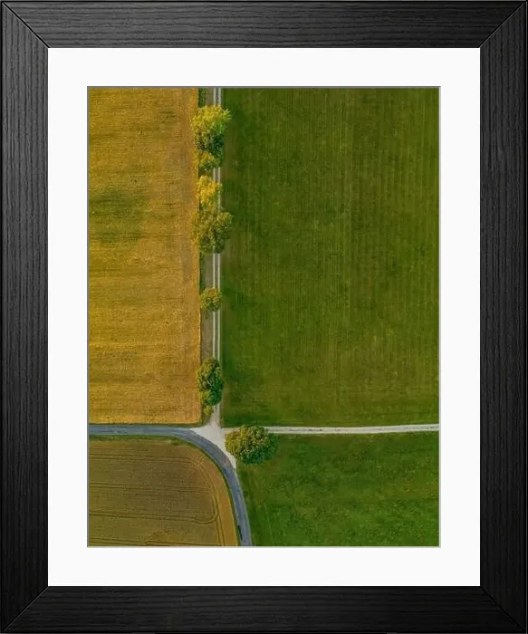 Framed Print : Top view from a drone at a avenue with green trees in a row from above