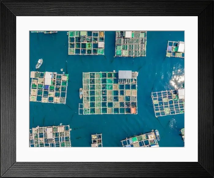 Framed Print : Lots of marine farms in a blue sea water. Sea farming concept Framed Print : Lots of marine farms in a blue sea water. Sea farming concept