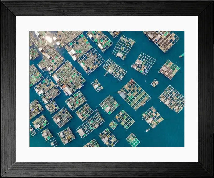 Framed Print : Lots of marine farms in a blue sea water. Sea farming concept Framed Print : Lots of marine farms in a blue sea water. Sea farming concept