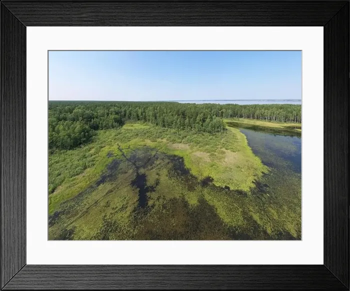 Framed Print : Aerial photo panorama of forest bog in the Karakansky pine forest near the shore of the Ob reservoir. Siberia, Russia Framed Print : Aerial photo panorama of forest bog in the Karakansky pine forest near the shore of the Ob reservoir. Siberia, Russia