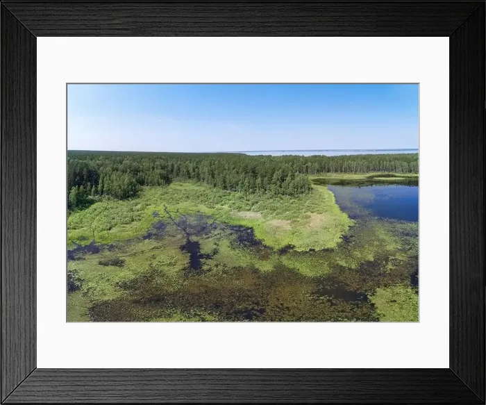 Framed Print : Aerial photo panorama of forest boggy lake in the Karakansky pine forest near the shore of the Ob reservoir