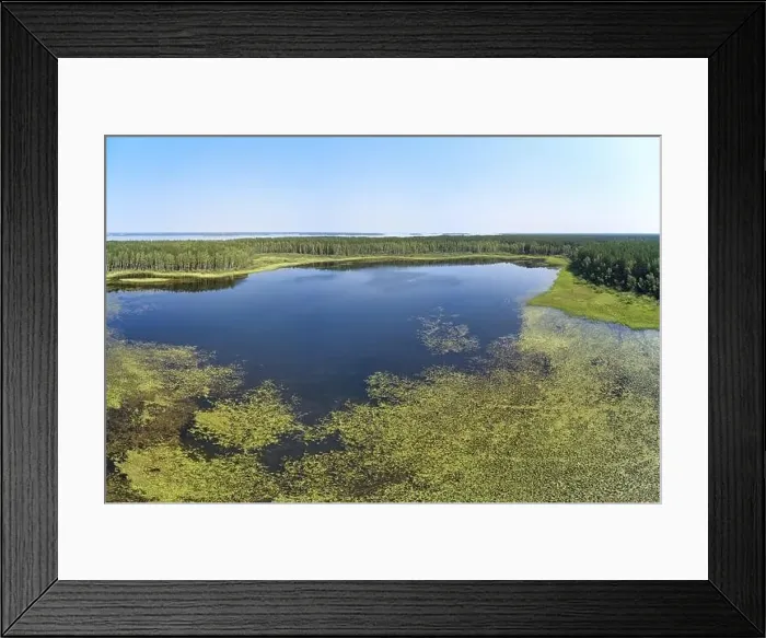 Framed Print : Aerial photo panorama of forest boggy lake in the Karakansky pine forest near the shore of the Ob reservoir Framed Print : Aerial photo panorama of forest boggy lake in the Karakansky pine forest near the shore of the Ob reservoir