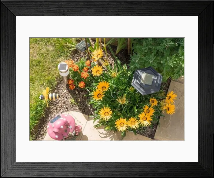 Framed Print : Layout of flowers at the garden Framed Print : Layout of flowers at the garden