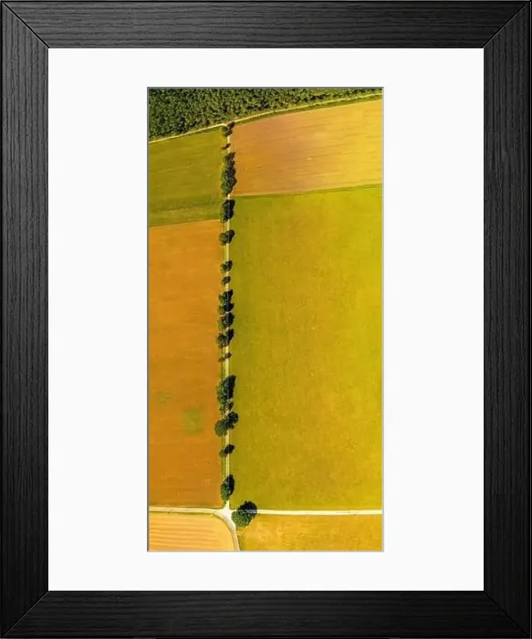 Framed Print : View from above over a straight line of trees, a beautiful avenue as top shot in summer Framed Print : View from above over a straight line of trees, a beautiful avenue as top shot in summer