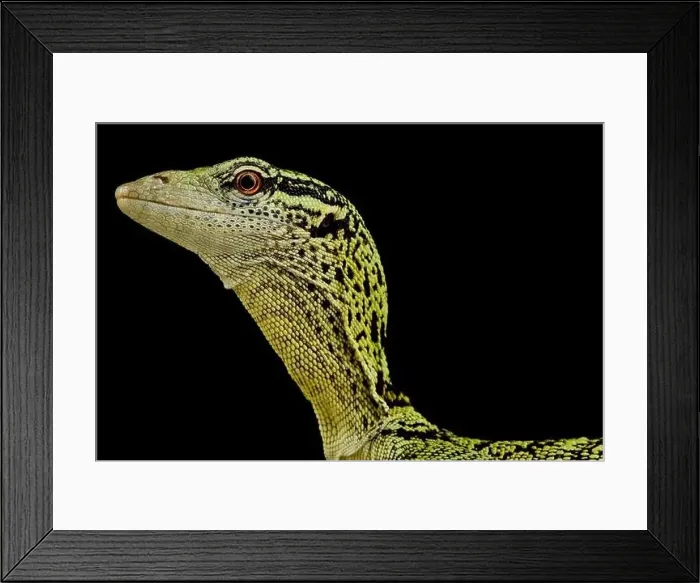 Framed Print : Yellow tree monitor (Varanus reisingeri) Framed Print : Yellow tree monitor (Varanus reisingeri)