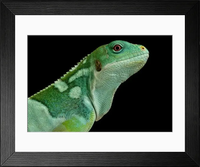 Framed Print : Lau banded iguana (Brachylophis fasciatus) Framed Print : Lau banded iguana (Brachylophis fasciatus)