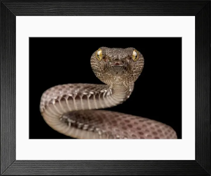 Framed Print : Mangrove pitviper (Trimeresurus purpureomaculatus) Framed Print : Mangrove pitviper (Trimeresurus purpureomaculatus)