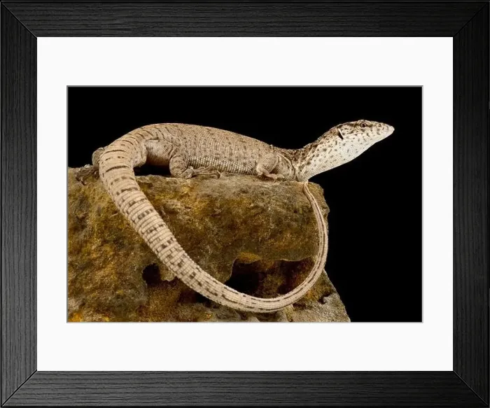 Framed Print : Pygmy mulga monitor (Varanus gilleni) Framed Print : Pygmy mulga monitor (Varanus gilleni)