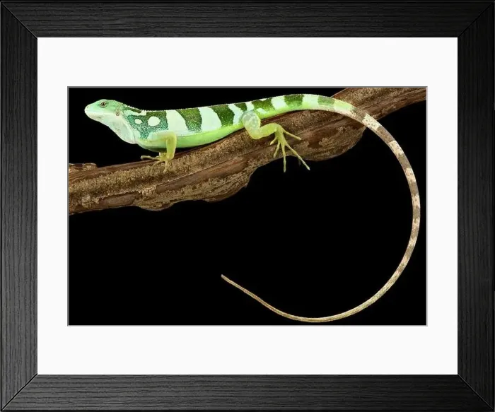 Framed Print : Lau banded iguana (Brachylophis fasciatus) Framed Print : Lau banded iguana (Brachylophis fasciatus)