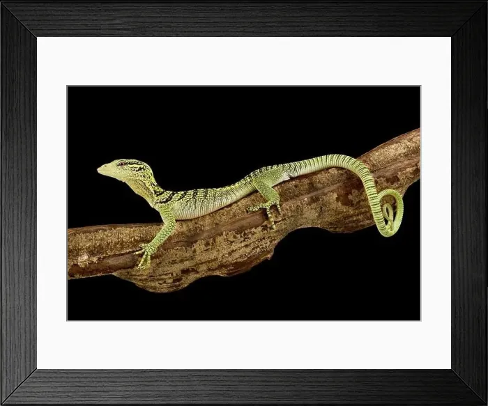 Framed Print : Yellow tree monitor (Varanus reisingeri) Framed Print : Yellow tree monitor (Varanus reisingeri)