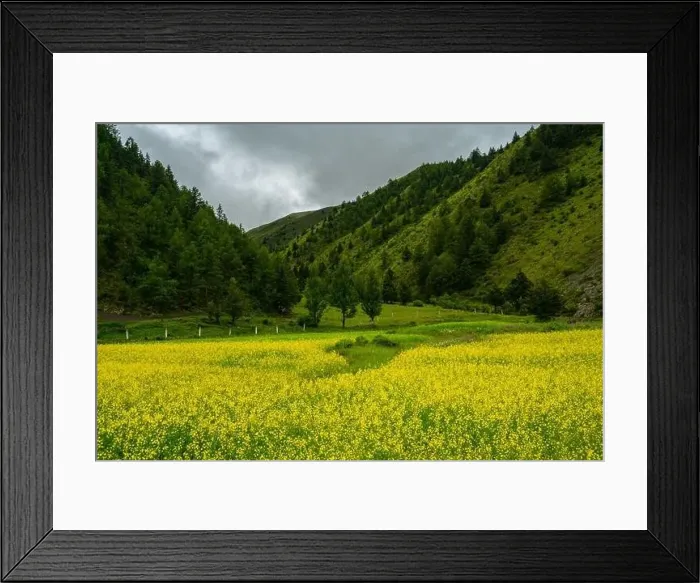 Framed Print : A big cole flower field in meadows in Tibet Framed Print : A big cole flower field in meadows in Tibet
