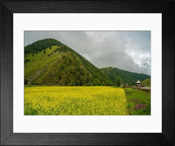 Framed Print : A big cole flower field in meadows in Tibet Framed Print : A big cole flower field in meadows in Tibet