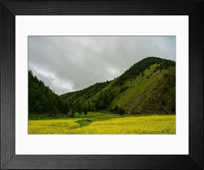 Framed Print : A big cole flower field in meadows in Tibet Framed Print : A big cole flower field in meadows in Tibet