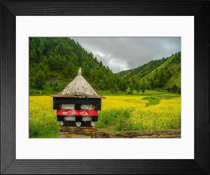 Framed Print : A big cole flower field in meadows in Tibet Framed Print : A big cole flower field in meadows in Tibet