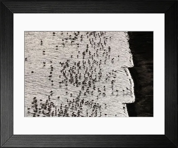 Framed Print : Aerial view of pink flamingos standing near shore and drinking water from lake Framed Print : Aerial view of pink flamingos standing near shore and drinking water from lake