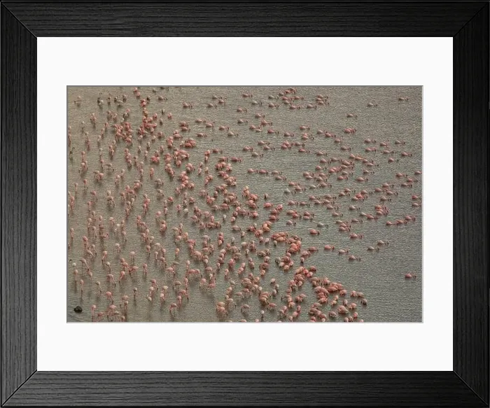 Framed Print : Aerial view of pink flamingos standing near shore and drinking water from lake Framed Print : Aerial view of pink flamingos standing near shore and drinking water from lake