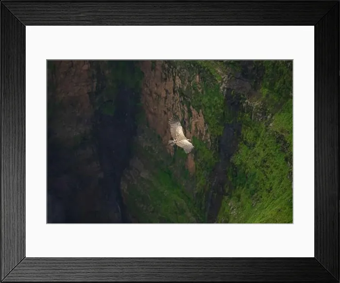 Framed Print : From above of spectacular scenery of wild vulture soaring over rocky cliff and waterfall