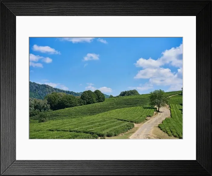 Framed Print : Green tea plantation, Aerial view green tea plantation at North of Thailand Framed Print : Green tea plantation, Aerial view green tea plantation at North of Thailand
