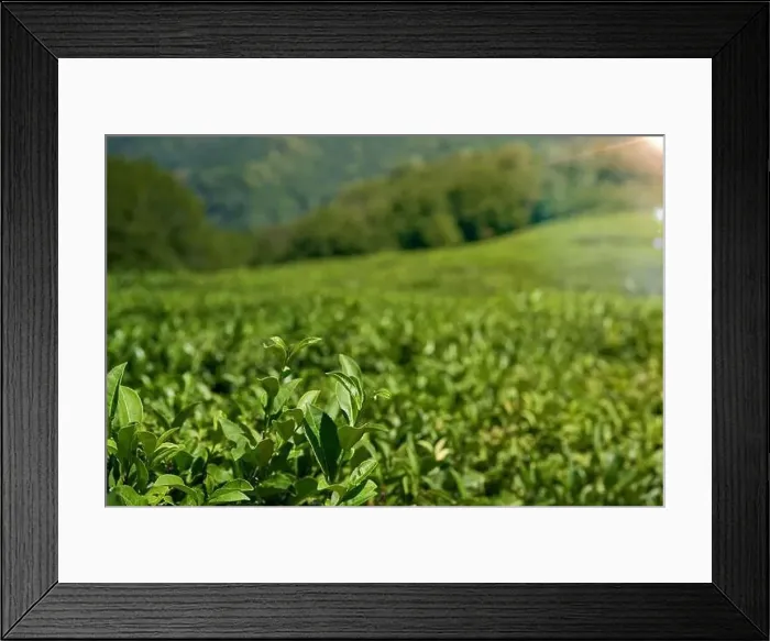 Framed Print : Green tea plantation, Aerial view green tea plantation at North of Thailand Framed Print : Green tea plantation, Aerial view green tea plantation at North of Thailand