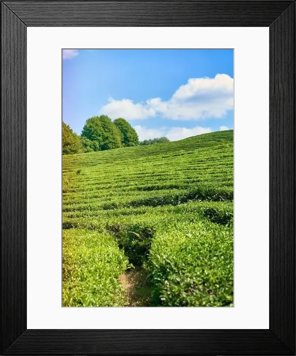 Framed Print : Green tea plantation, Aerial view green tea plantation at North of Thailand